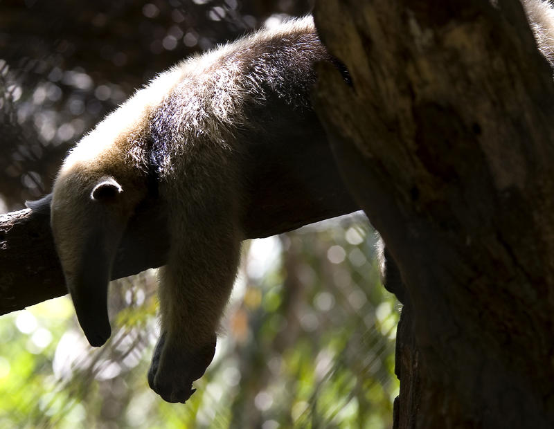 an anteater sleeping in a tree during the midday sun